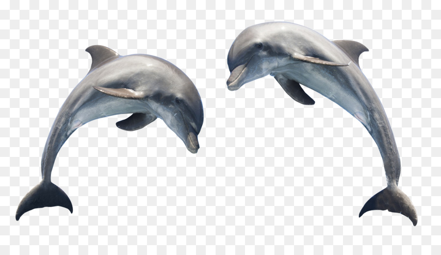 Dolphin Scalable Vector Graphics Clip art - Dolphin Transparent png download - 2328*1299 - Free Transparent Tucuxi png Download.