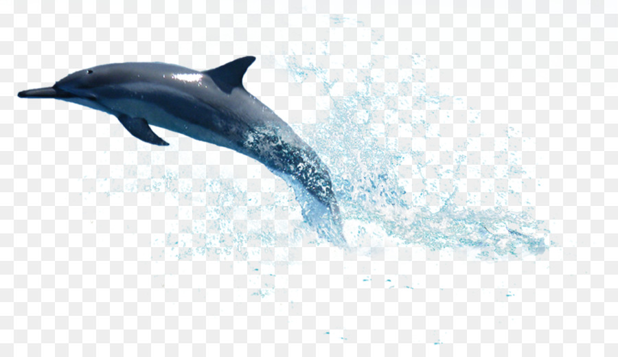 La Plata dolphin Clip art - dolphin png download - 1037*580 - Free Transparent La Plata Dolphin png Download.