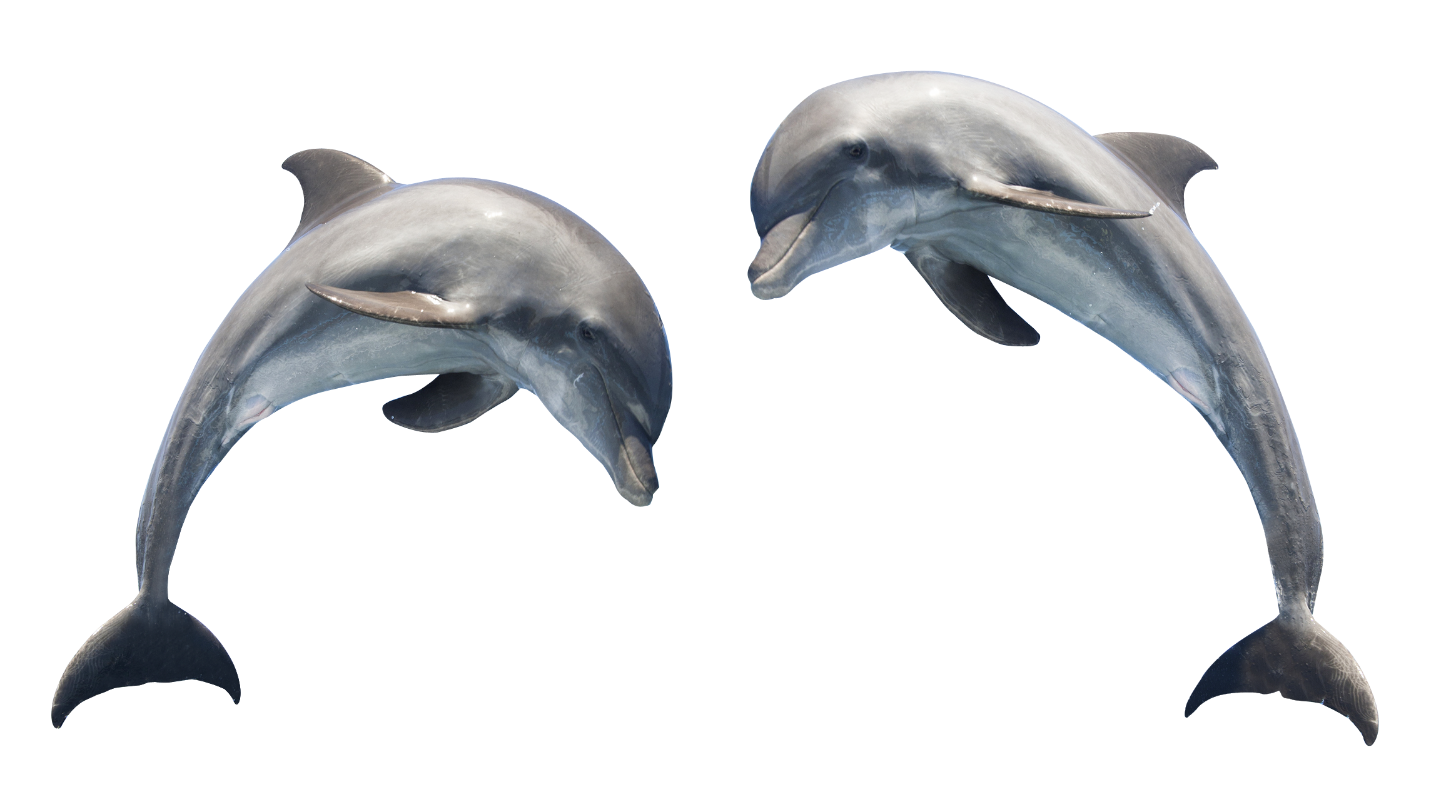 Dolphin Scalable Vector Graphics Clip art - Dolphin Transparent png