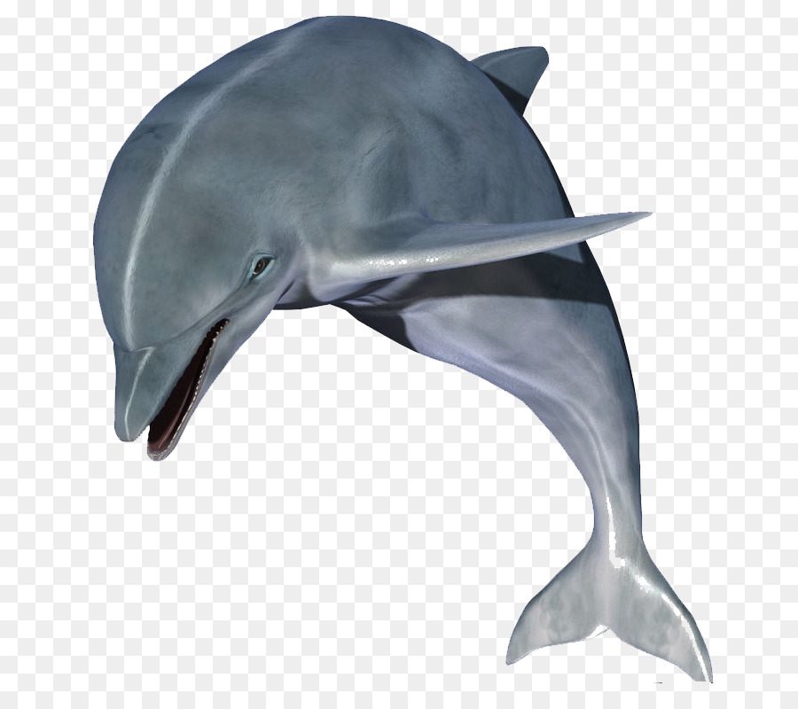 Dolphin Clip art - Jumping dolphins png download - 800*800 - Free Transparent Dolphin png Download.
