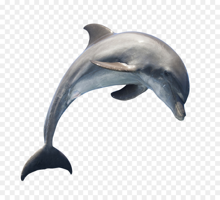 Dolphin Download - Dolphin png download - 1294*1174 - Free Transparent Common Bottlenose Dolphin png Download.