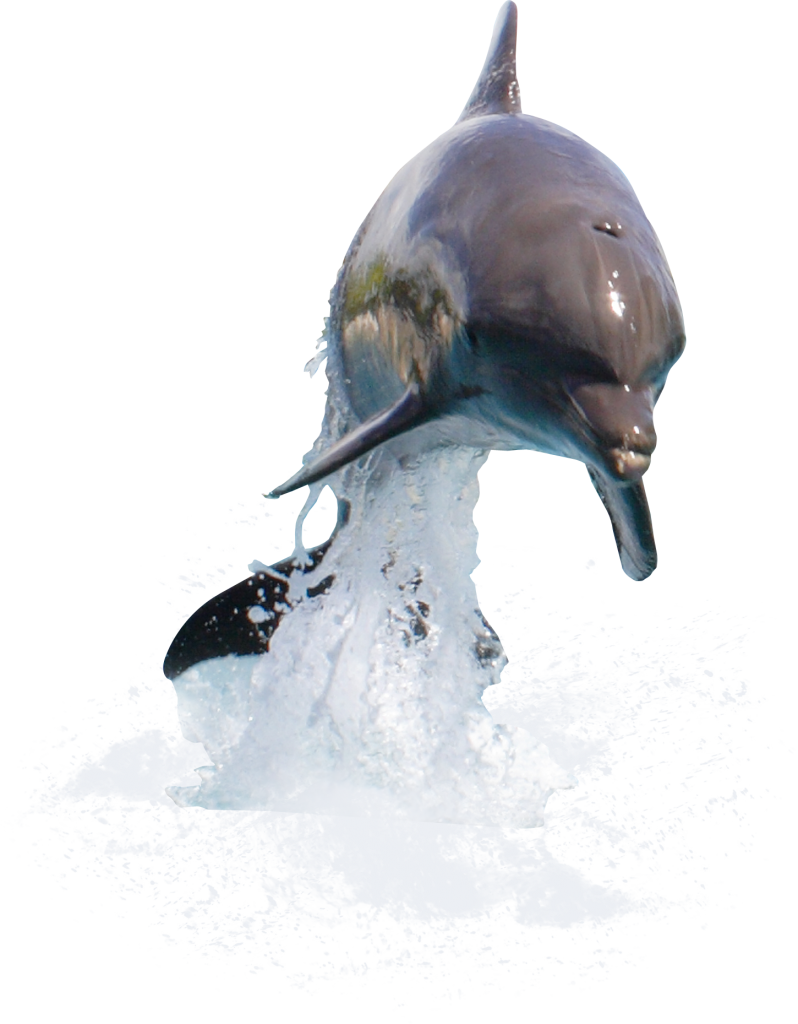 Dolphin Desktop Wallpaper Clip art - walrus png download - 798*1024 - Free  Transparent Dolphin png Download. - Clip Art Library