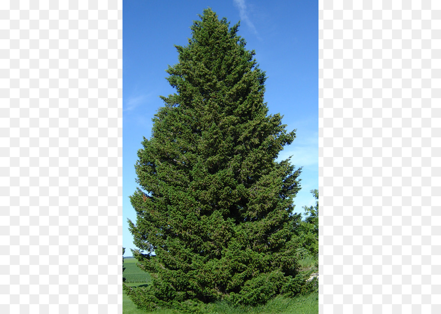 Douglas fir Pseudotsuga menziesii var. glauca Taiga Tree Evergreen - tree png download - 640*640 - Free Transparent Douglas Fir png Download.
