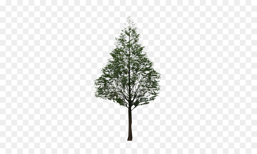Fir Pine Black and white Leaf Pattern - tree png download - 650*537 - Free Transparent Fir png Download.