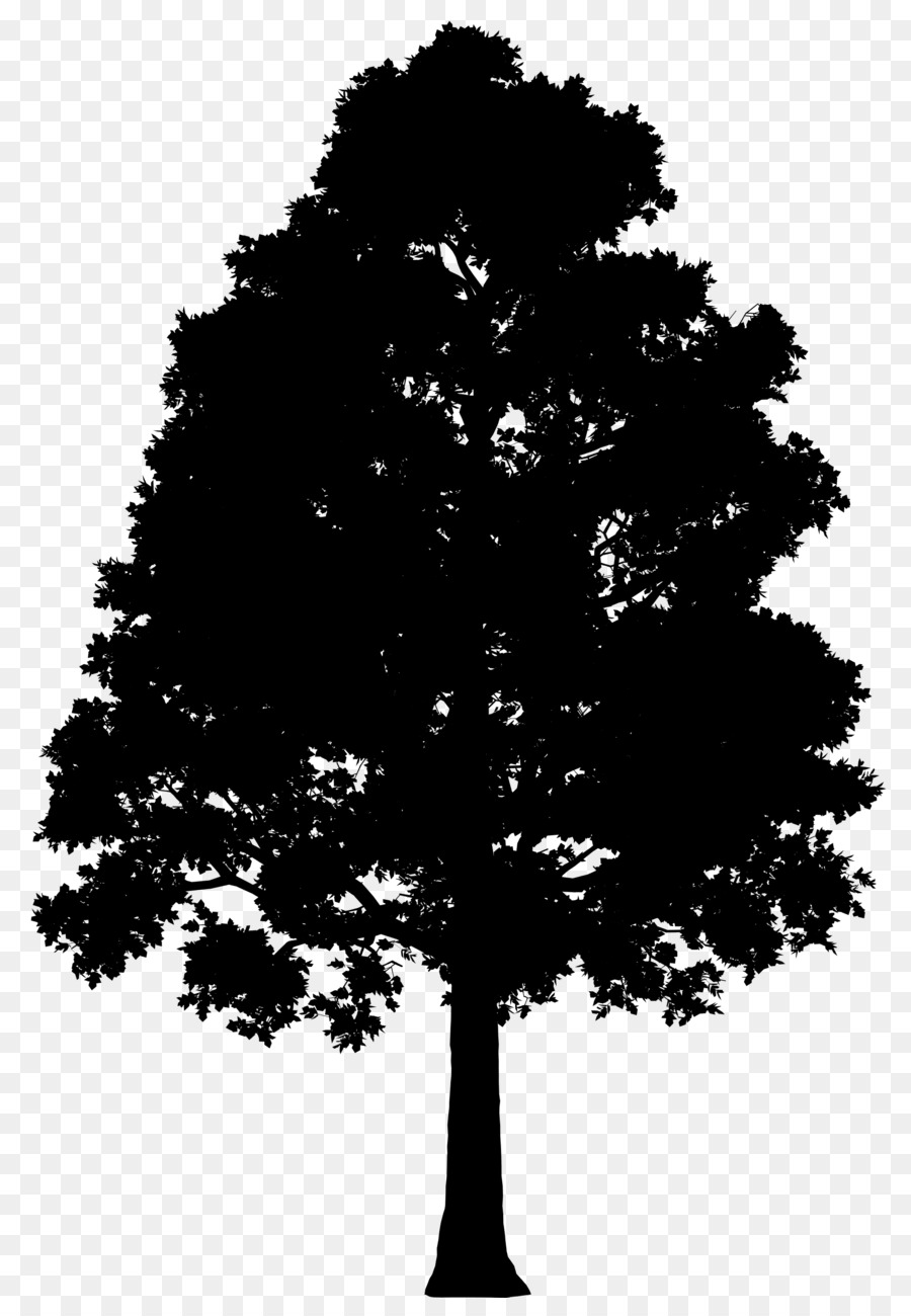 Fir Spruce Silhouette Leaf -  png download - 2040*2905 - Free Transparent Fir png Download.