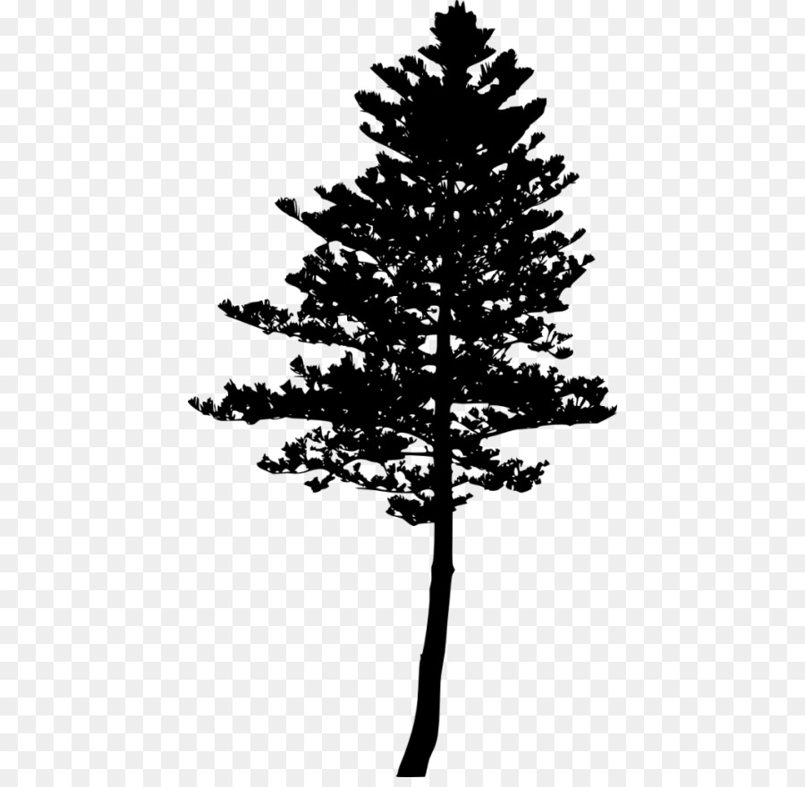 Fir Pine Larch Tree Silhouette - tree png download - 480*869 - Free Transparent Fir png Download.