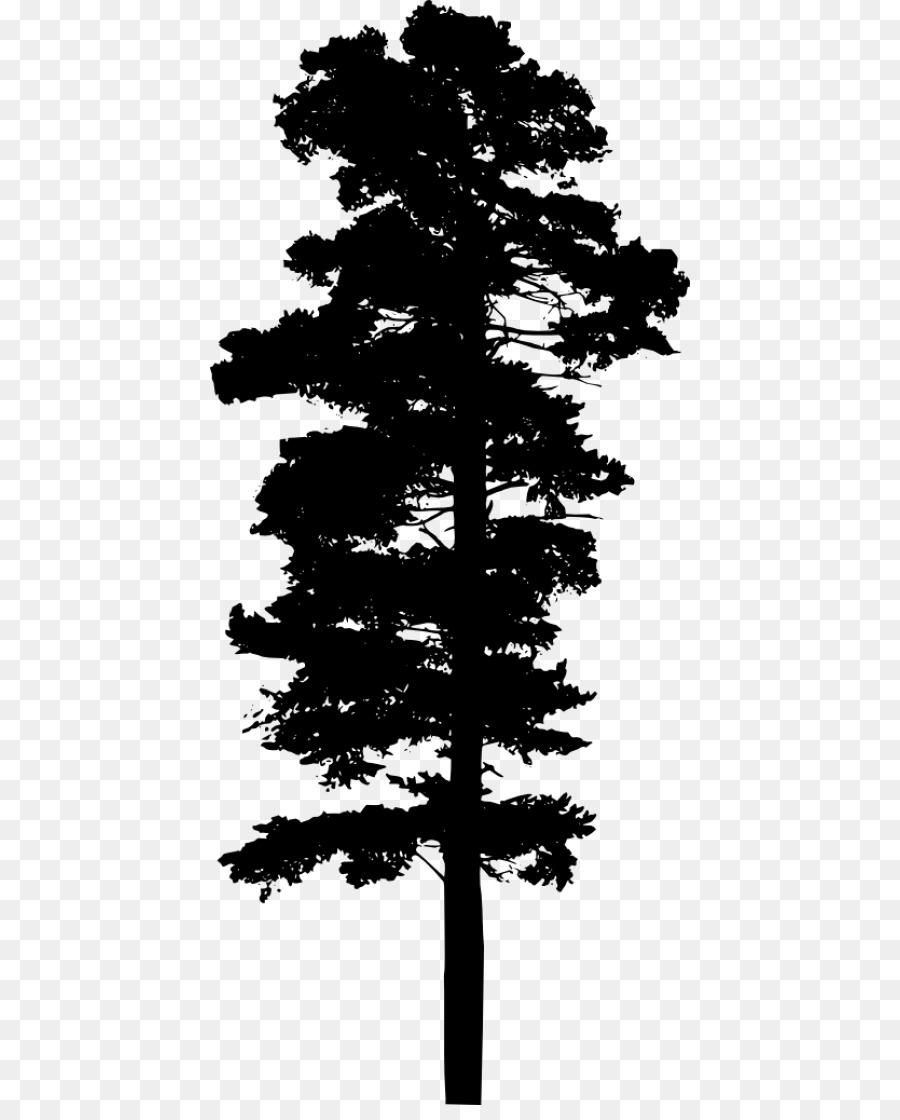 Fir Pine Tree - tree png download - 480*1105 - Free Transparent Fir png Download.