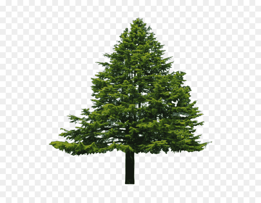 Douglas fir Conifers Evergreen Tree - Bush png download - 1294*1000 - Free Transparent Douglas Fir png Download.