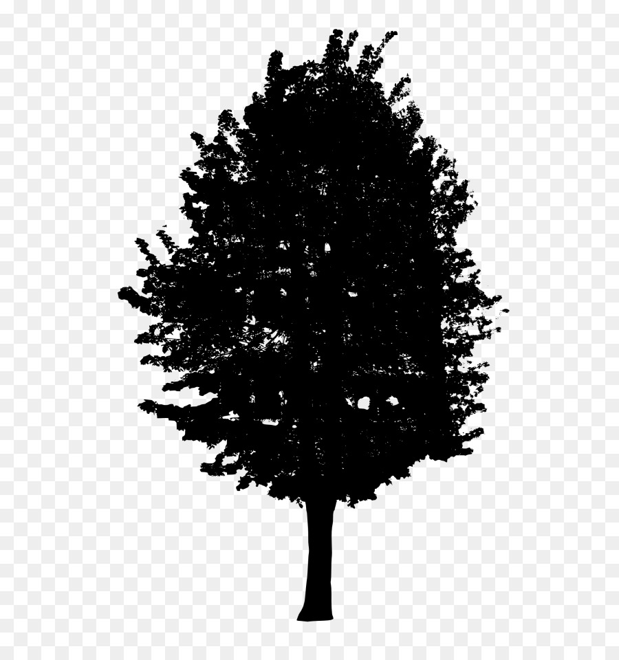 Fir Tree Black and white - tree png download - 624*944 - Free Transparent Fir png Download.