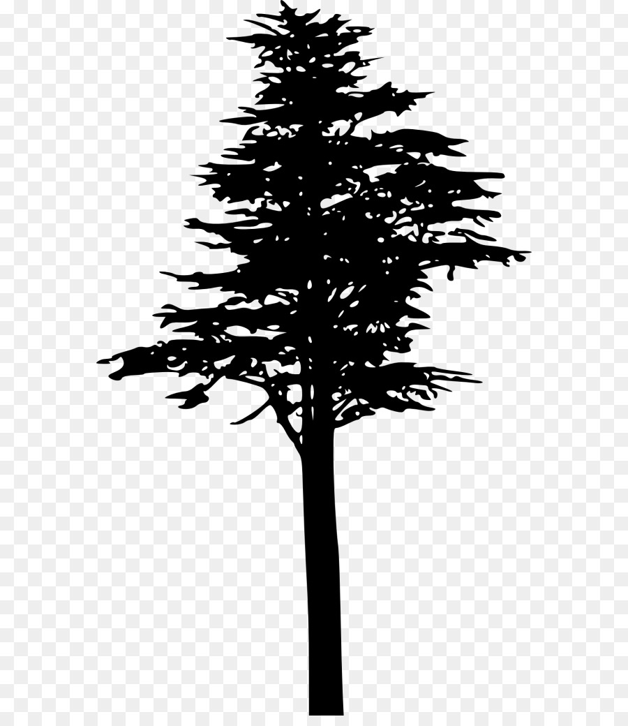Fir Spruce Lodgepole pine Conifer cone Conifers - tree png download - 624*1025 - Free Transparent Fir png Download.