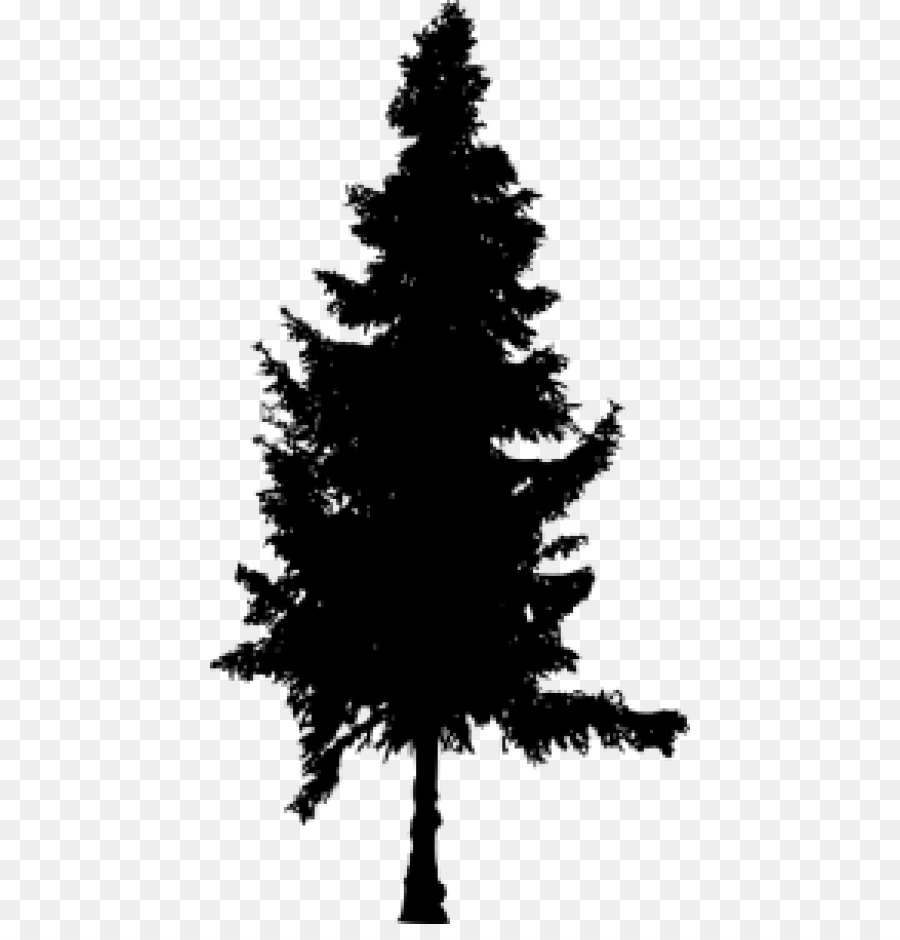 Spruce Pine Fir Silhouette - Silhouette png download - 480*924 - Free Transparent Spruce png Download.