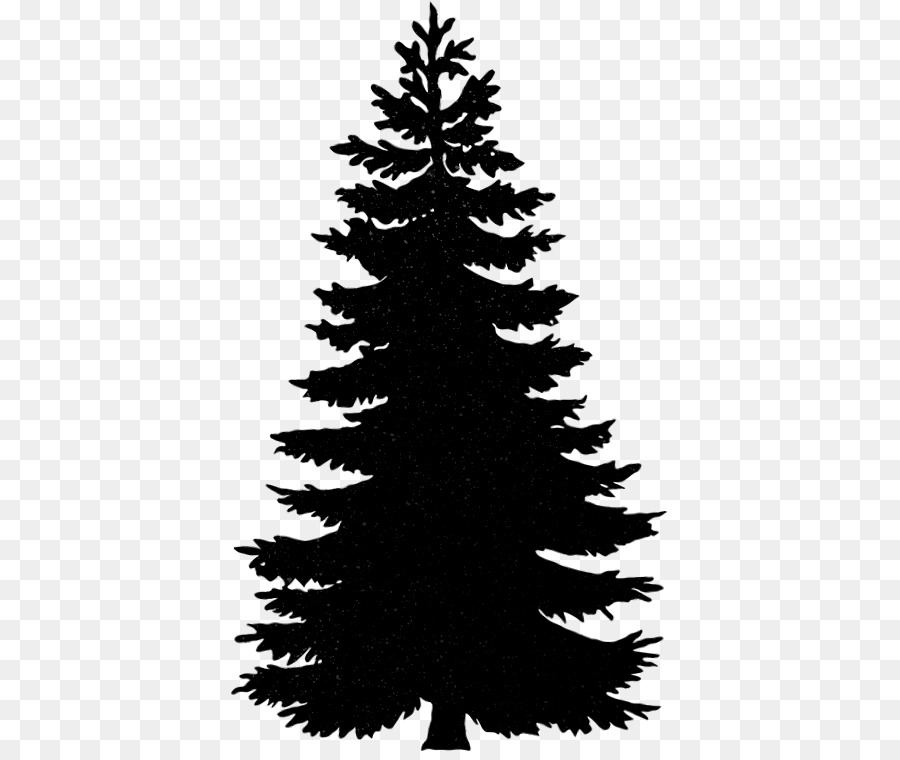 Conifers Balsam fir Pine Image Noble fir - douglas fir information png download - 439*751 - Free Transparent Conifers png Download.