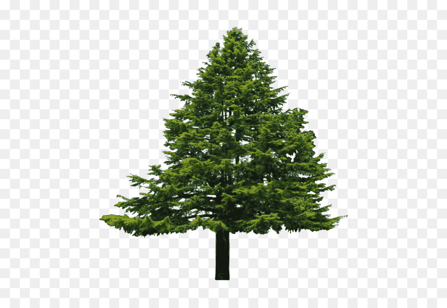 Abies cilicica Douglas fir Pine Clip art - Douglas Fir Cliparts png download - 800*618 - Free Transparent Abies Cilicica png Download.