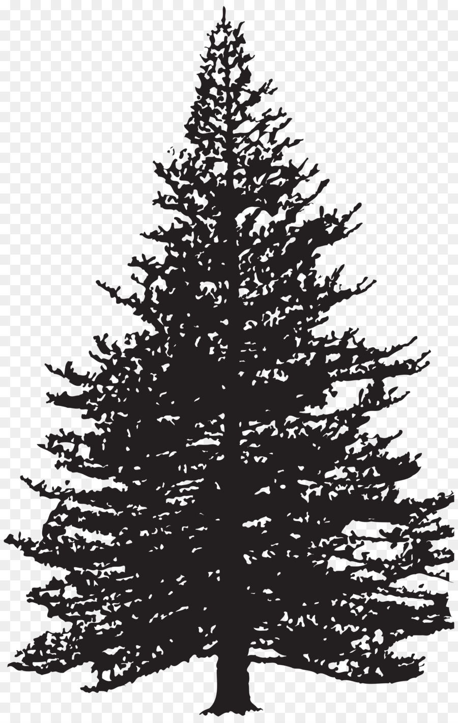 Clip art Fir Drawing Pine Image - tree png download - 5074*8000 - Free Transparent Fir png Download.