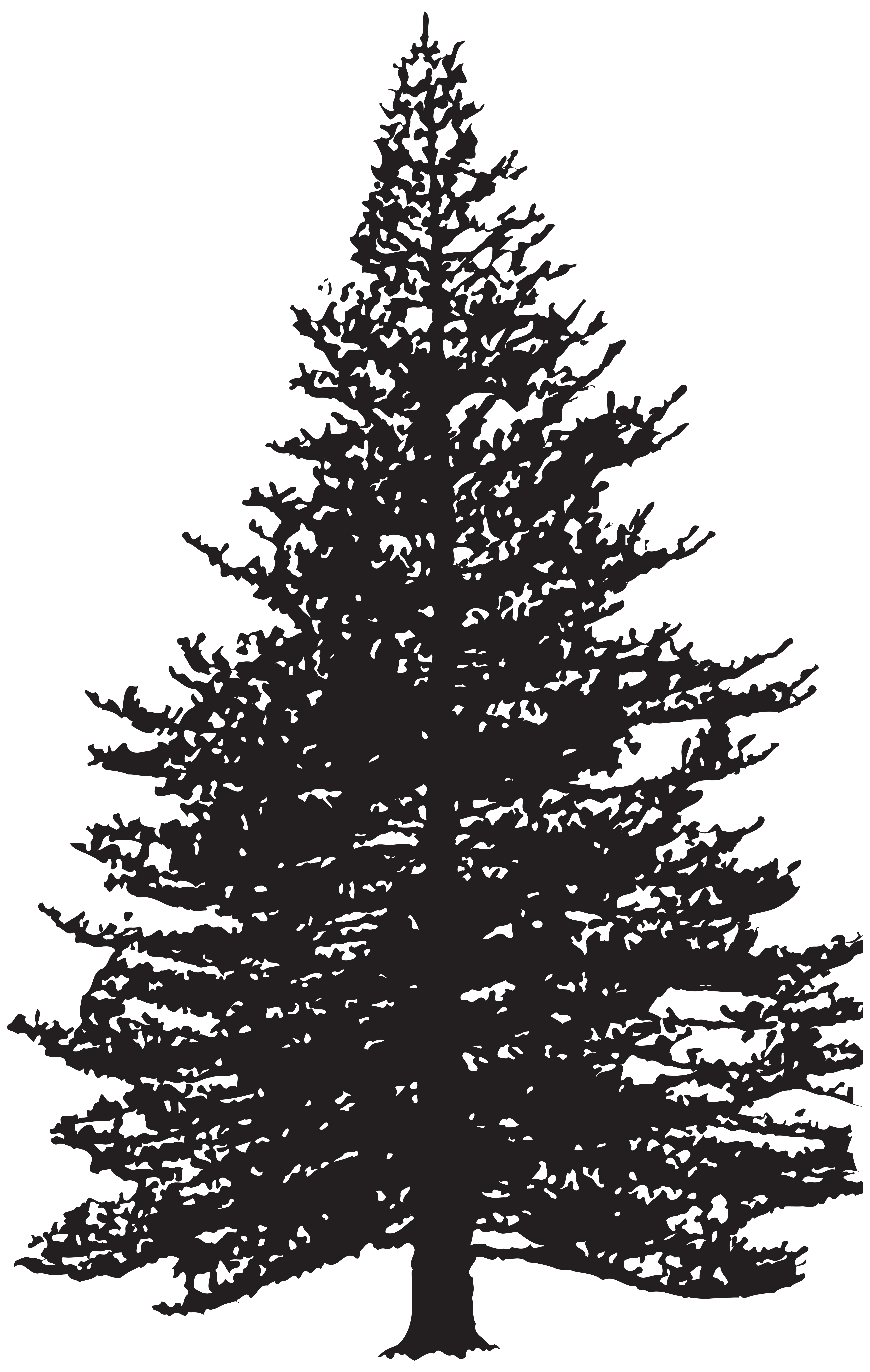 Clip art Fir Drawing Pine Image - tree png download - 5074*8000 - Free