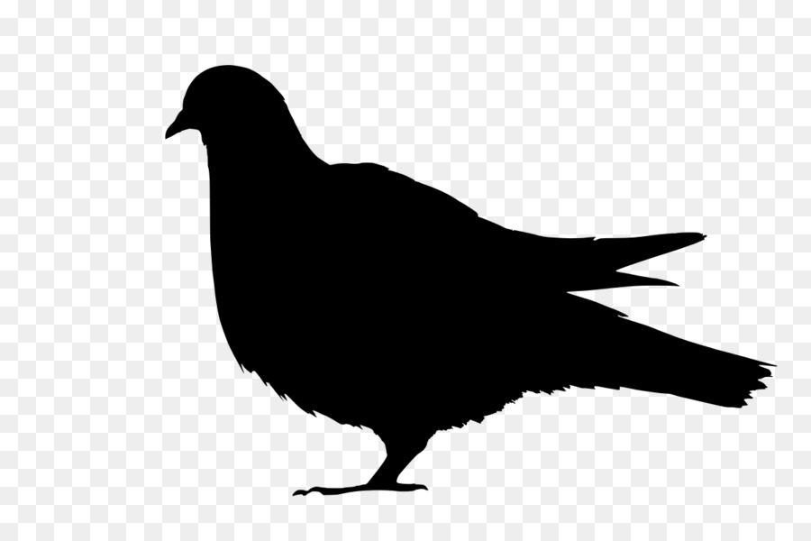 Domestic pigeon Columbidae Silhouette Clip art - white pigeon png download - 1200*798 - Free Transparent Domestic Pigeon png Download.