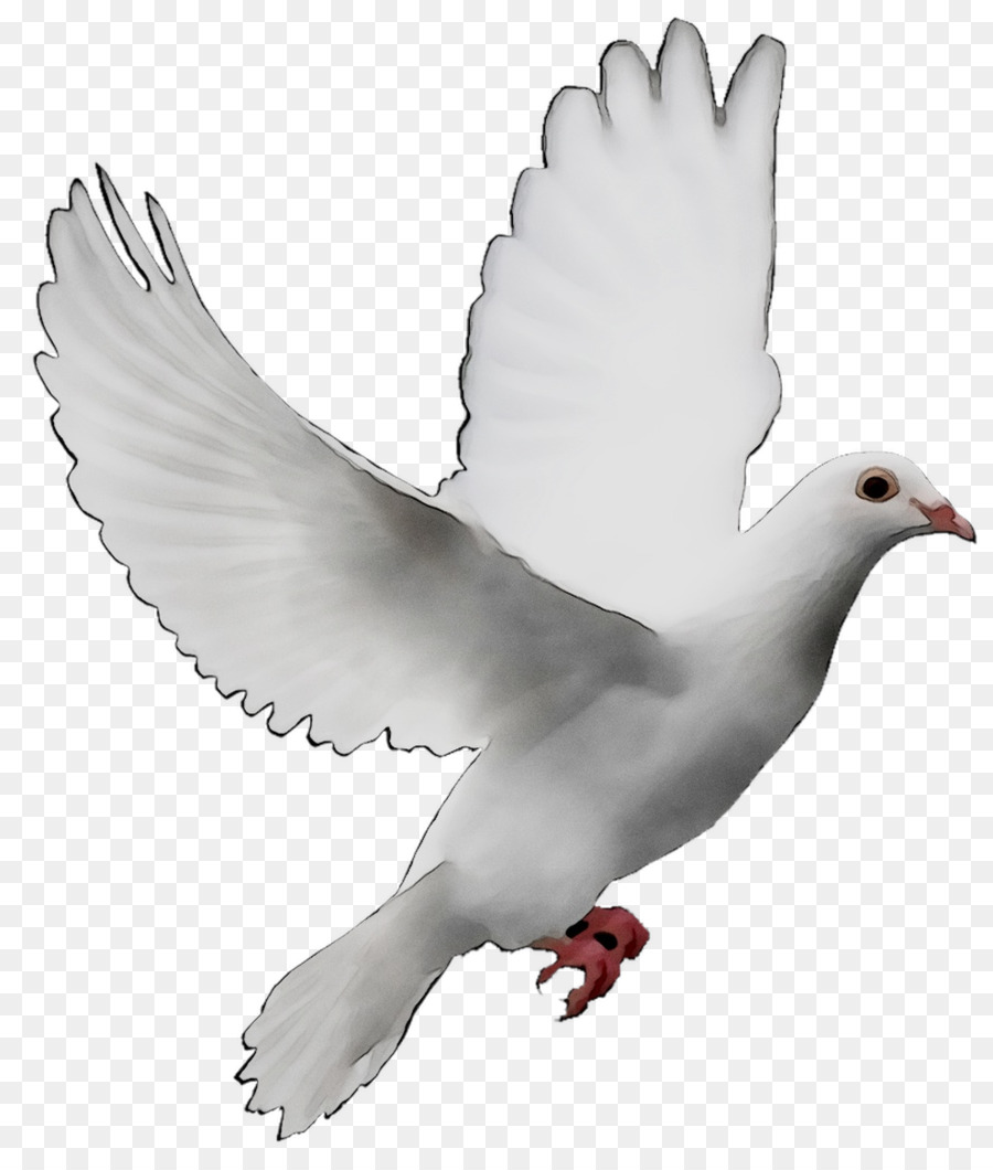 Pigeons and doves Doves as symbols Release dove Peace symbols Image -  png download - 989*1150 - Free Transparent Pigeons And Doves png Download.