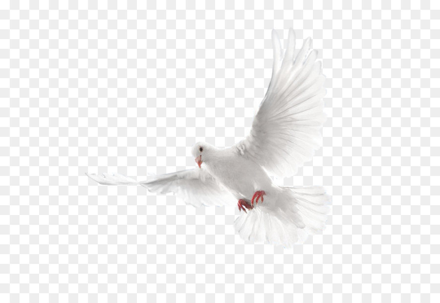 Columbidae Holy Spirit Doves as symbols - White flying pigeon PNG image png download - 2128*2008 - Free Transparent Homing Pigeon png Download.