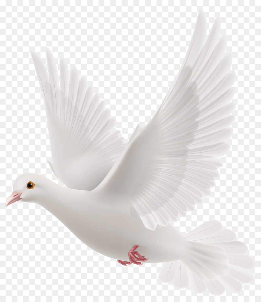 Rock dove Columbidae Bird - Snowy pigeons png download - 2164*2500 - Free Transparent Rock Dove png Download.