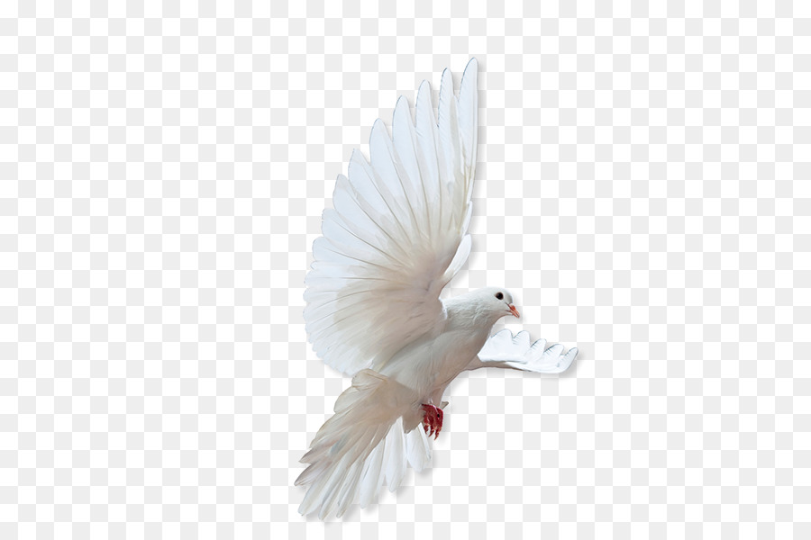 Rock dove Columbidae Bird Release dove - Made Of Honor png download - 426*594 - Free Transparent Rock Dove png Download.