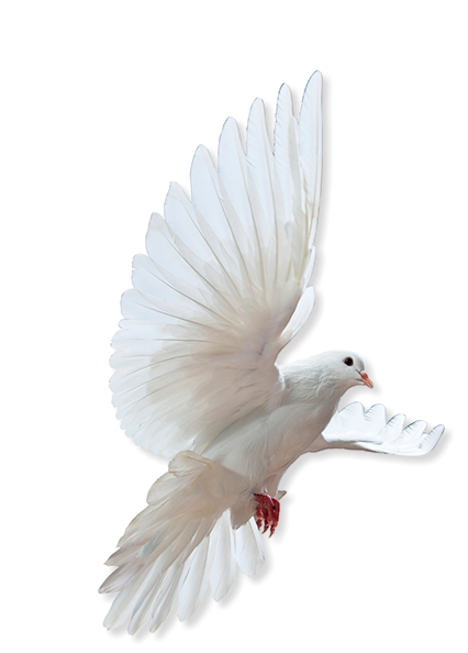 Rock Dove Columbidae Bird Release Dove Made Of Honor Png Download