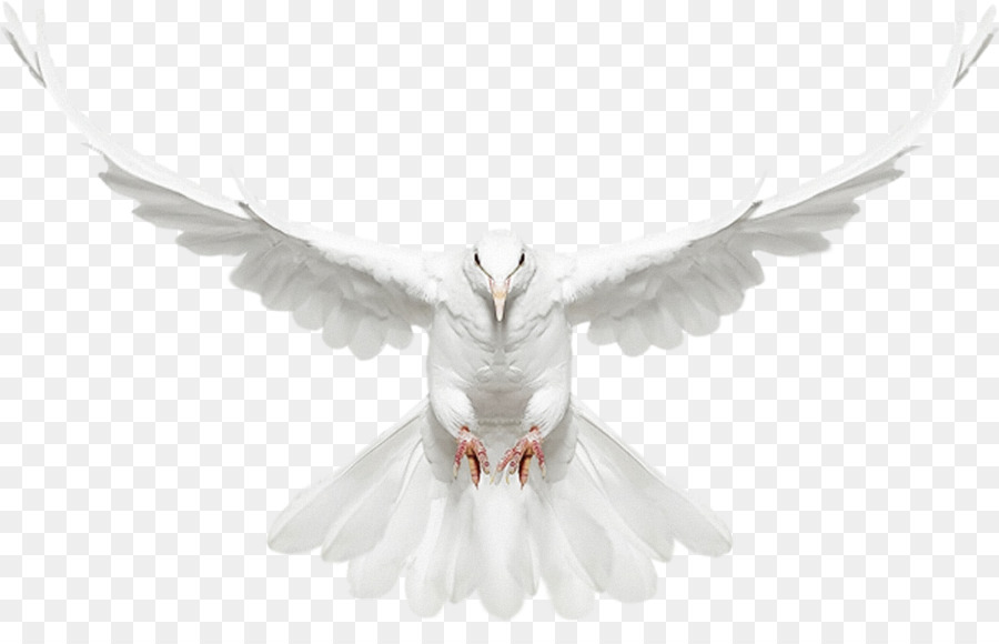 United States Creature Photographer Photography Art - Dove Png png download - 1512*949 - Free Transparent United States png Download.