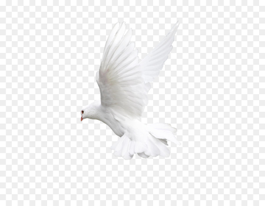 Bird Flight Owl Beak - White flying pigeon PNG image png download - 1636*1756 - Free Transparent Bird png Download.