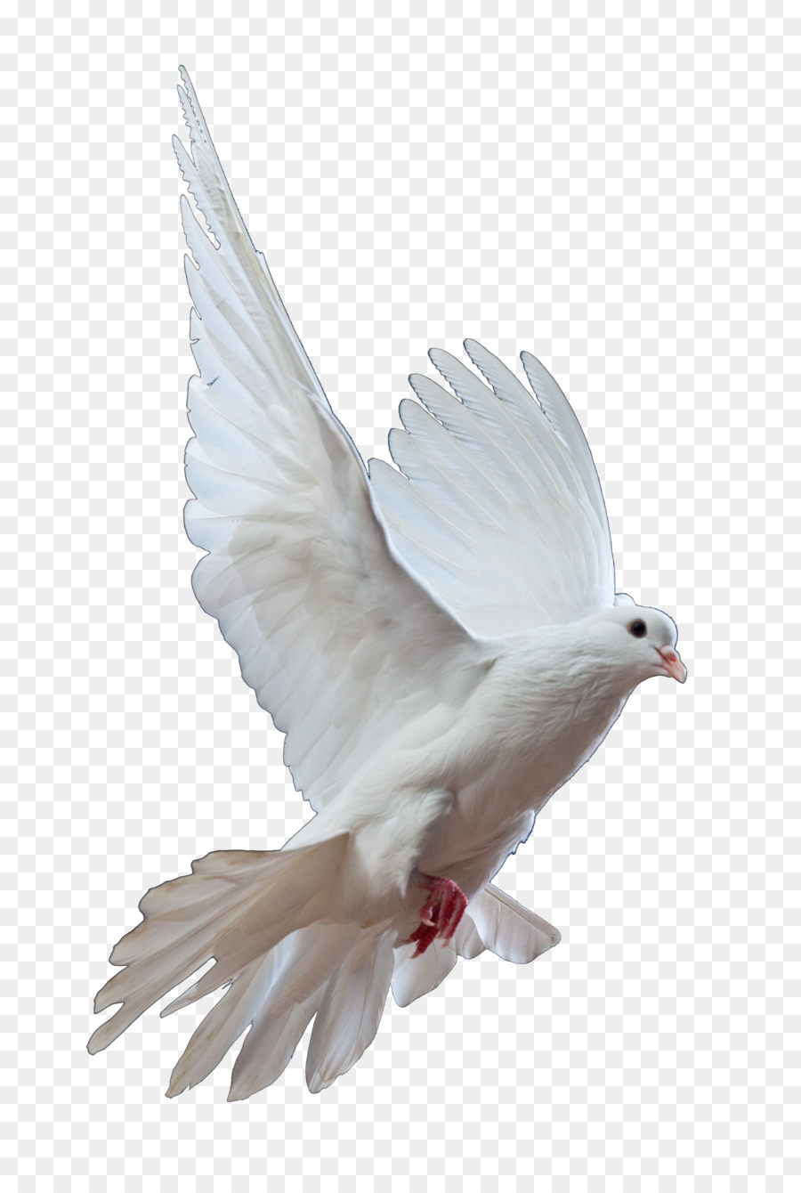 Homing pigeon Columbidae Bird Doves as symbols Release dove - gull png download - 900*1327 - Free Transparent Homing Pigeon png Download.