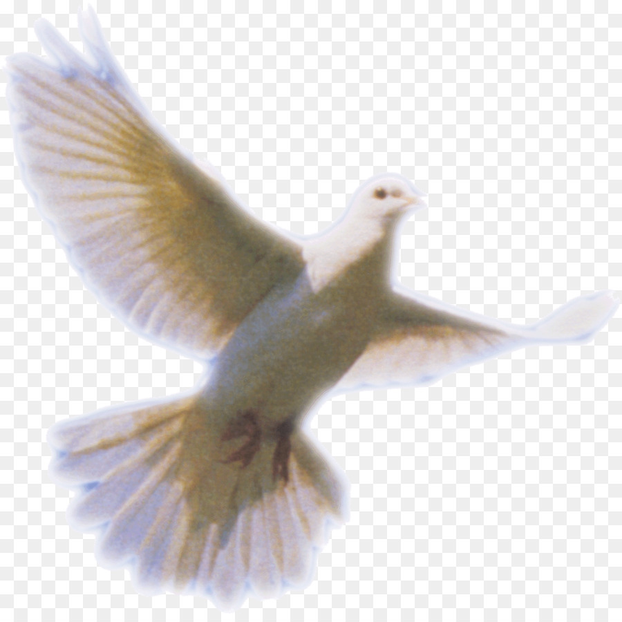 Columbidae Holy Spirit Doves as symbols - Dove Png Clip Art png download - 1240*1228 - Free Transparent Columbidae png Download.