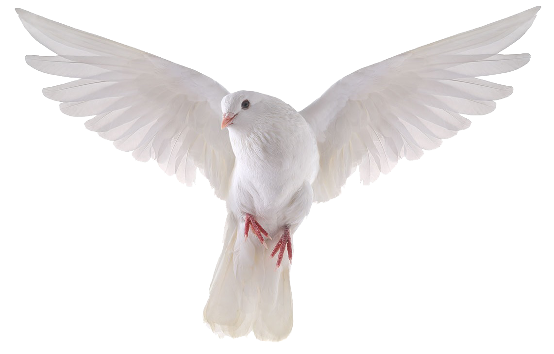 Columbidae Domestic Pigeon Bird Stock Photography Royalty Free Dove