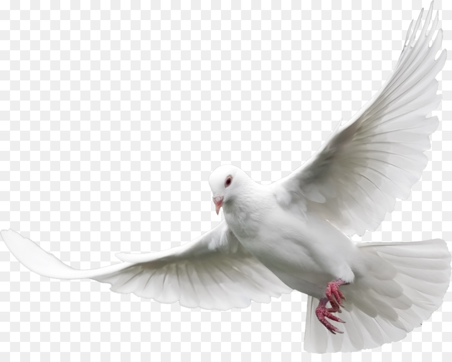 Columbidae Bird Domestic pigeon Clip art - pigeon png download - 1280*1001 - Free Transparent Columbidae png Download.