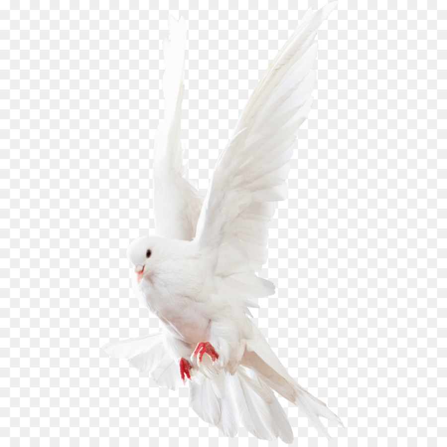 Columbidae Homing pigeon Squab Release dove - Bird png download - 894*894 - Free Transparent Columbidae png Download.