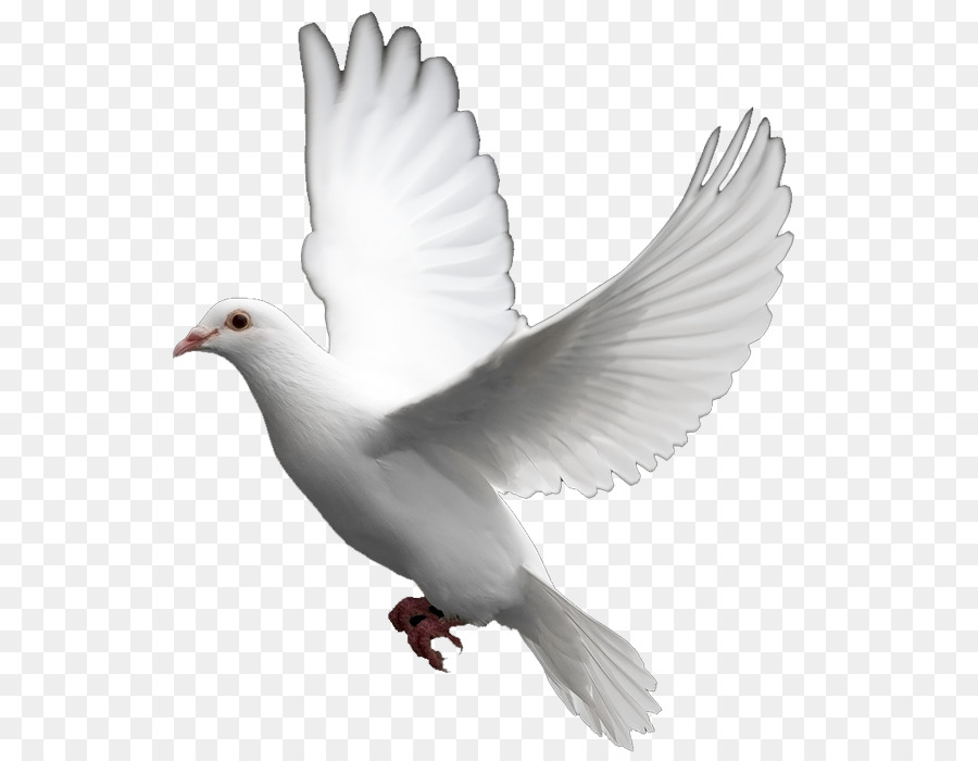 Domestic pigeon Columbidae Bird Clip art - Dove png download - 602*700 - Free Transparent Domestic Pigeon png Download.