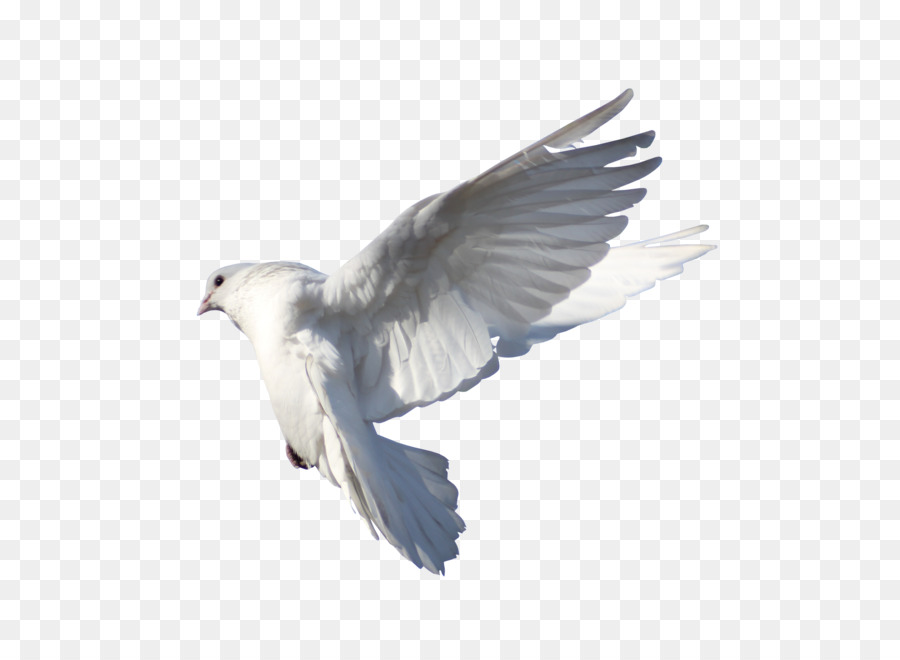 Rock dove Columbidae Bird Flight - pigeon png download - 3425*2480 - Free Transparent Rock Dove png Download.