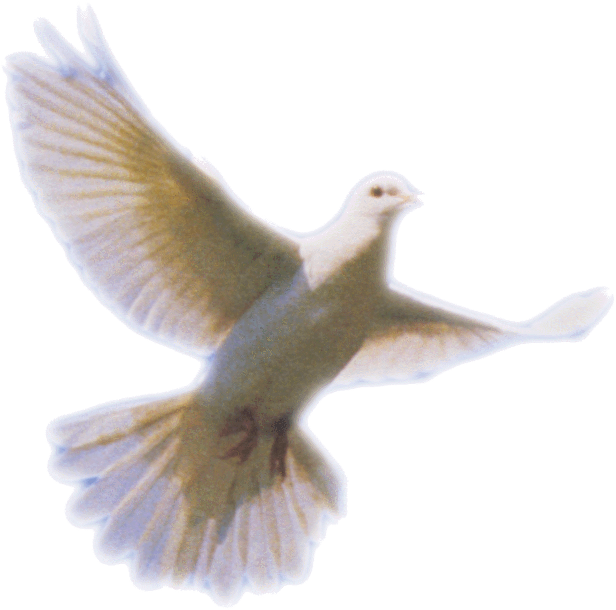 Columbidae Holy Spirit Doves As Symbols Dove Png Clip Art.