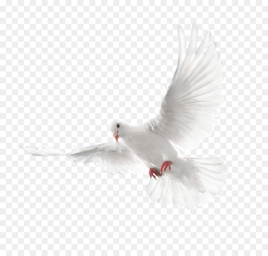 Columbidae Holy Spirit Doves as symbols - pigeon png download - 2128*2008 - Free Transparent Columbidae png Download.