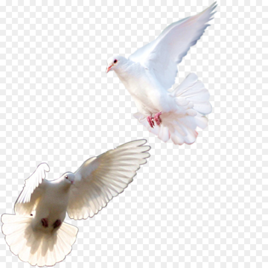 Rock dove Homing pigeon Columbidae Pink pigeon Bird - White Pigeon png download - 1800*1800 - Free Transparent Rock Dove png Download.