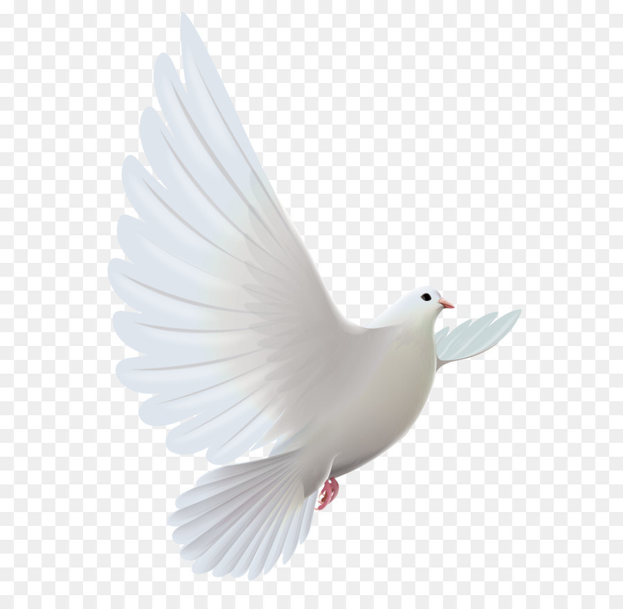 Pigeons and doves Bird Prayer Clip art - White Dove Transparent PNG Clipart png download - 3904*5175 - Free Transparent Columbidae png Download.