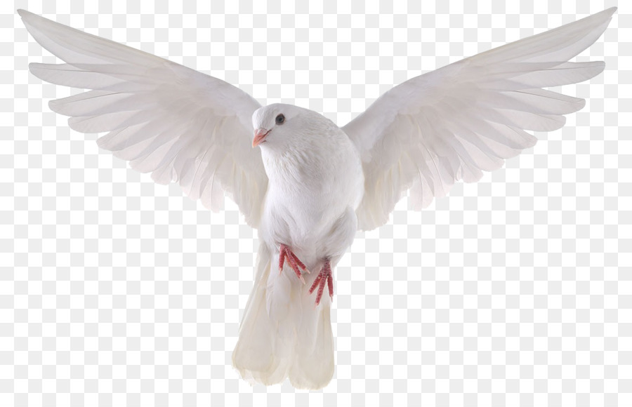 Columbidae Domestic pigeon Bird Stock photography Royalty-free - Dove Png Picture png download - 1141*730 - Free Transparent Columbidae png Download.