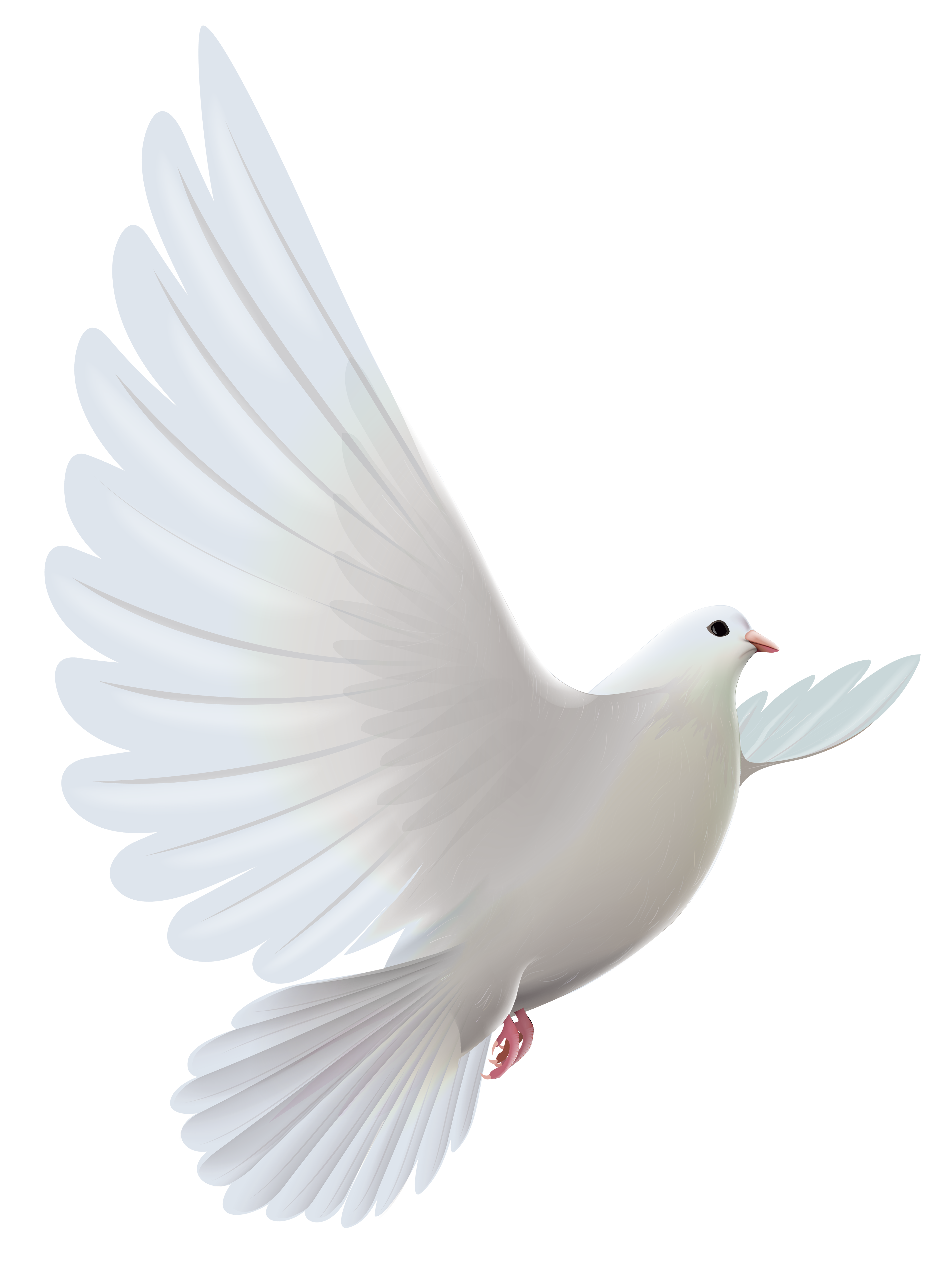 Pigeons and doves Bird Prayer Clip art - White Dove Transparent PNG. clipar...