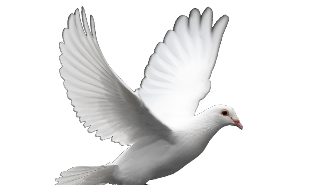 Columbidae Homing Pigeon Doves As Symbols English Carrier Pigeon Bird