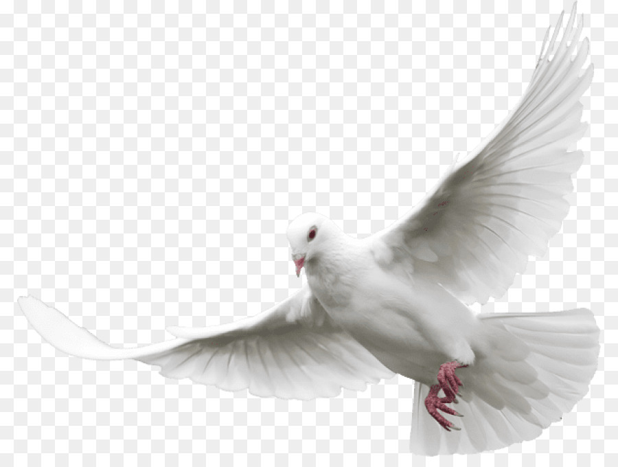 Pigeons and doves Portable Network Graphics Clip art Desktop Wallpaper Image - pentecost png dove png download - 850*665 - Free Transparent Pigeons And Doves png Download.
