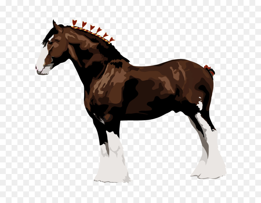 Clydesdale Horse The Percheron Italian Heavy Draft Shire horse -  png download - 1800*1400 - Free Transparent Clydesdale Horse png Download.