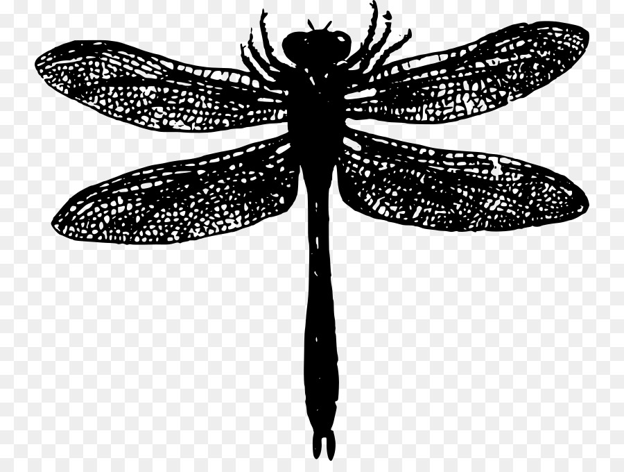 Insect Dragonfly Clip art - insect png download - 800*664 - Free Transparent Insect png Download.