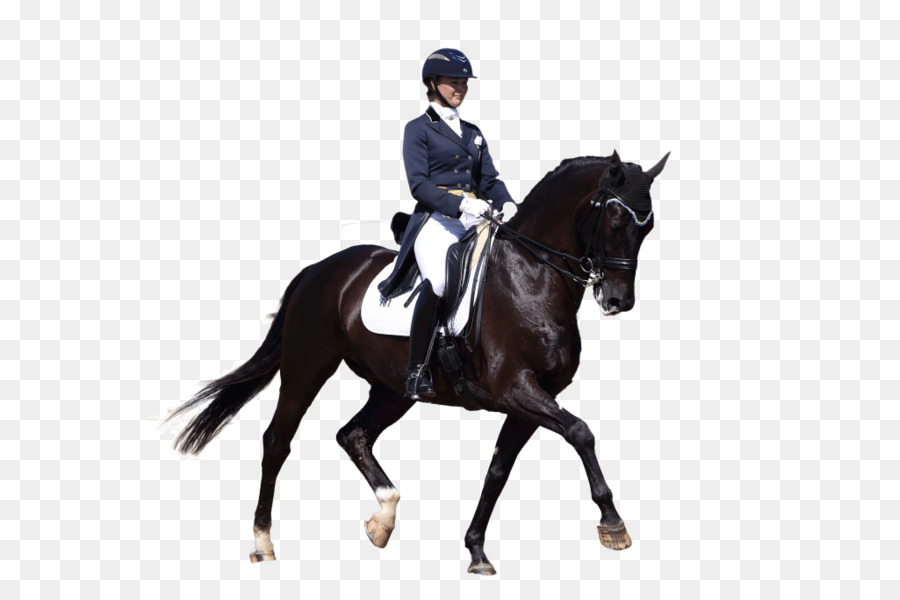 Arabian horse Equestrian English riding Dressage Stallion - oscar barrera horse trainer png download - 1024*682 - Free Transparent Arabian Horse png Download.