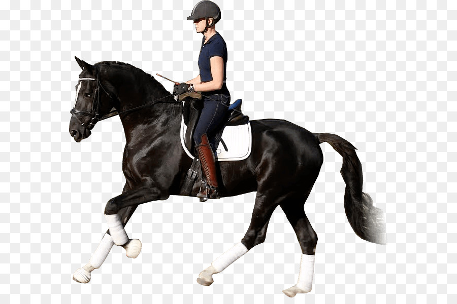 Horse Equestrian Stallion Dressage Western riding - horse riding png download - 630*588 - Free Transparent Horse png Download.