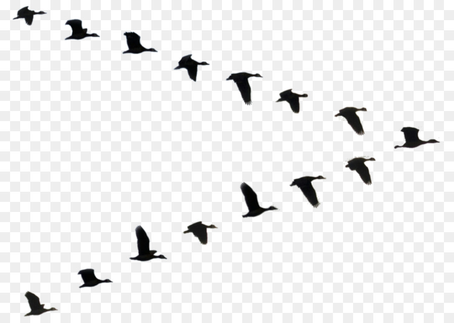 Duck Bird Flight Goose Flock - duck png download - 1024*727 - Free Transparent Duck png Download.