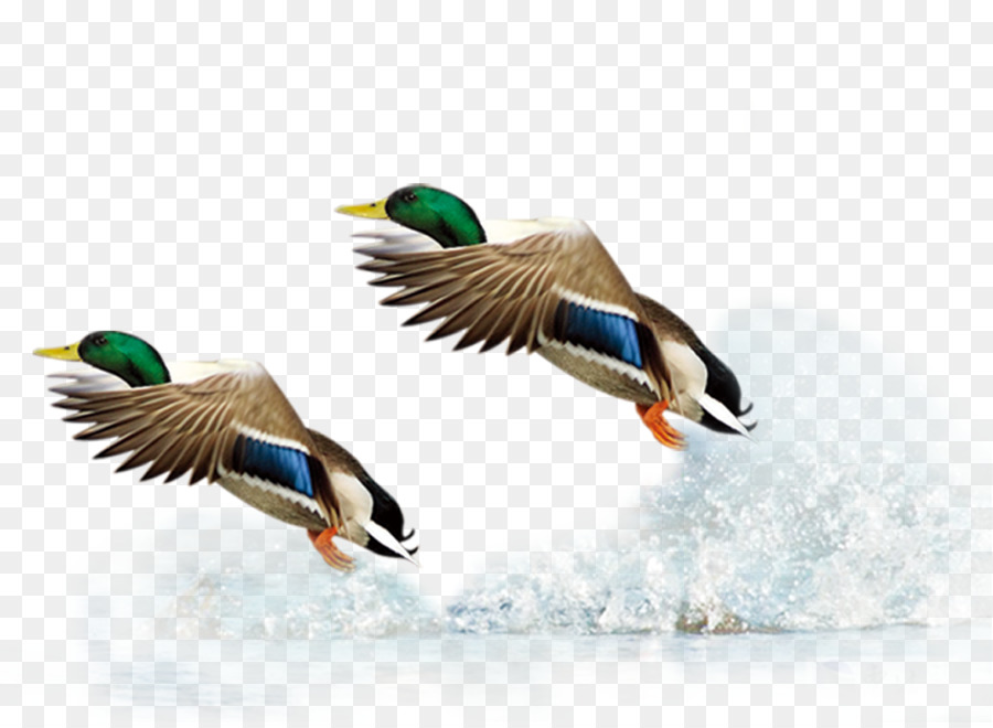 Mallard Duck Flight Bird - Flying Duck png download - 1251*911 - Free Transparent Mallard png Download.
