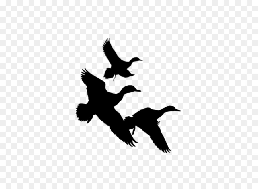 Duck Waterfowl hunting Clip art - Duck Silhouette png download - 900*900 - Free Transparent Duck png Download.
