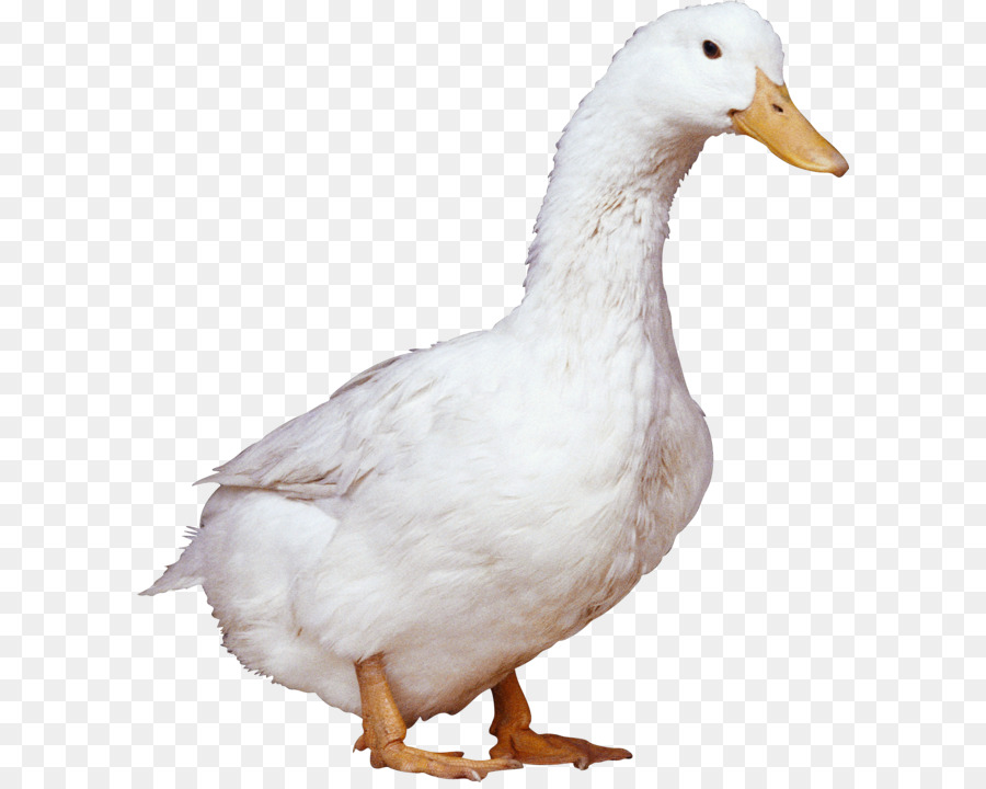 American Pekin Duck - White duck PNG image png download - 2738*3009 - Free Transparent American Pekin png Download.